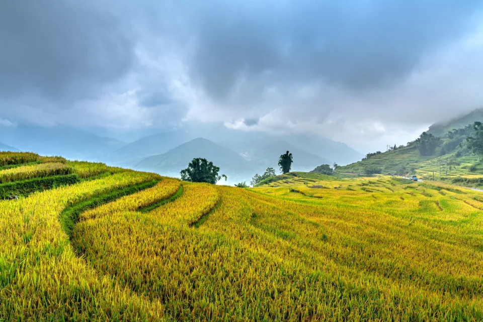 Kho gạo của Đặng Thị Yến